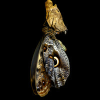 Live Like a Butterfly